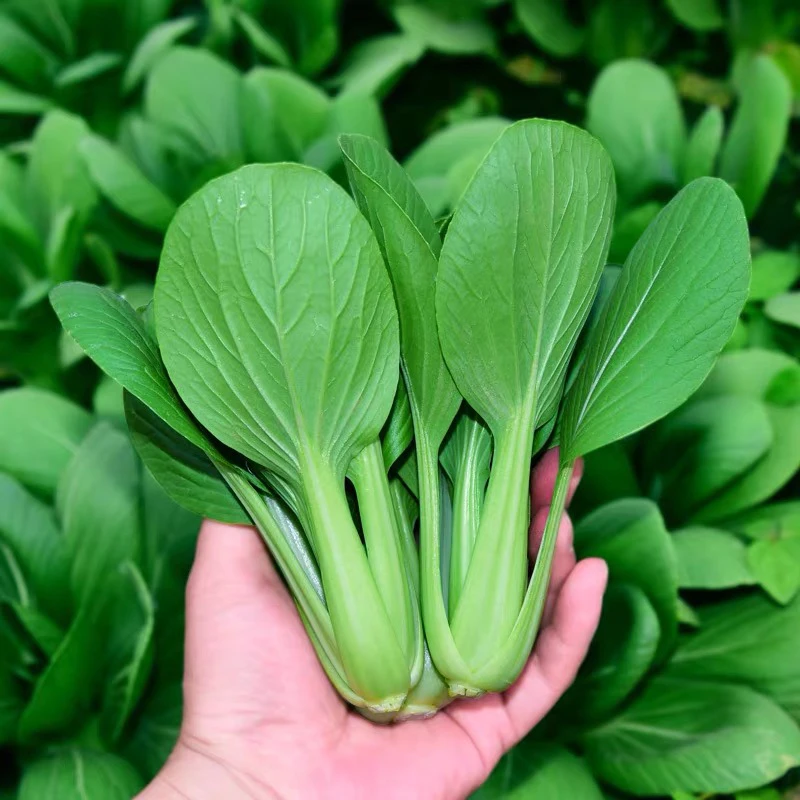 鸡毛菜菜籽种子上海青菜菜种籽大全蔬菜种孑阳台盆栽小白菜籽四季