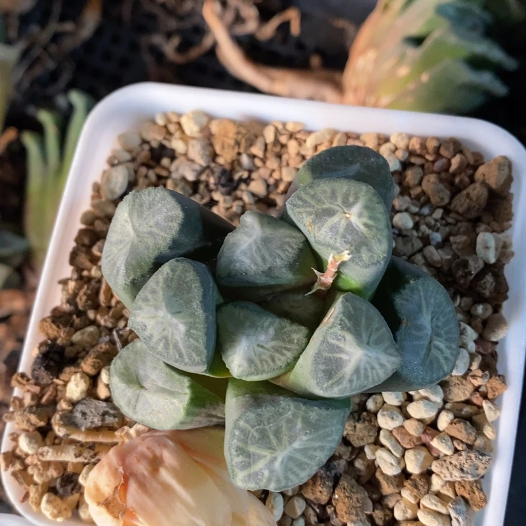 优选实生万象一颗