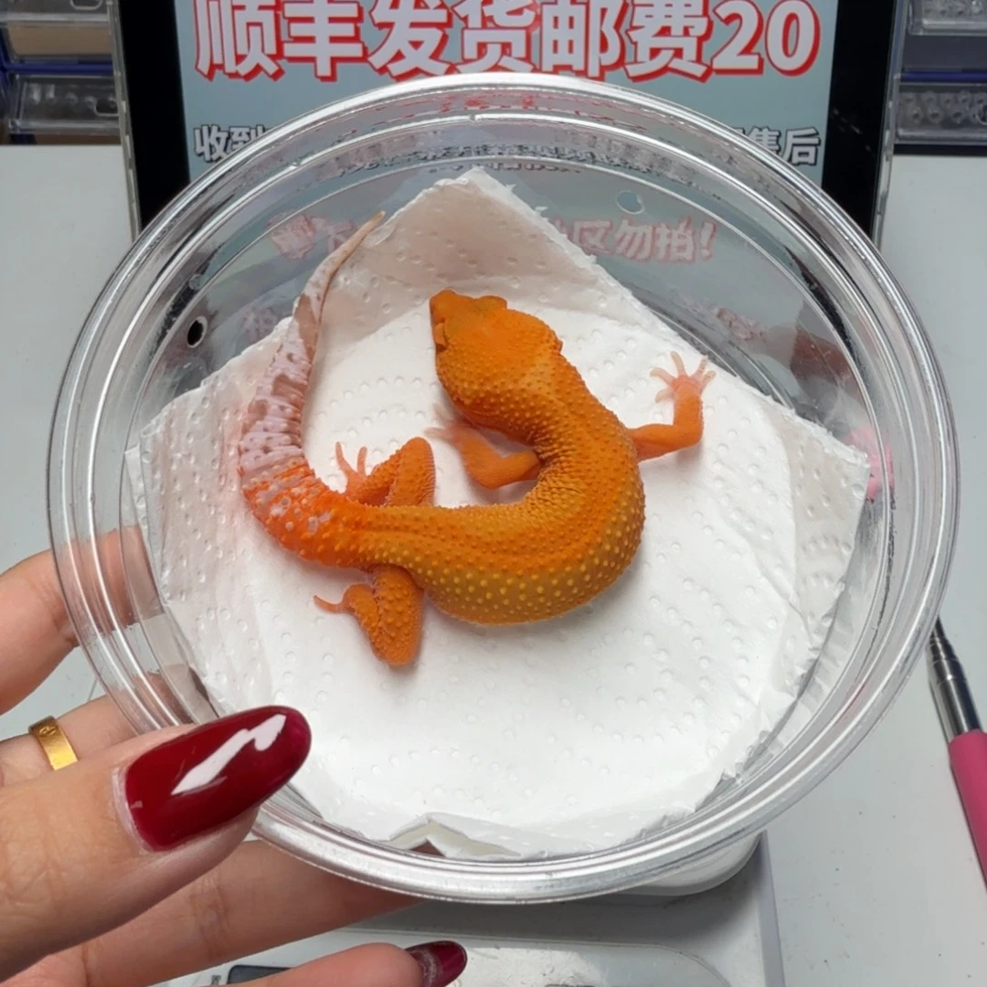 豹纹守宫贝尔蜜桔弟弟
