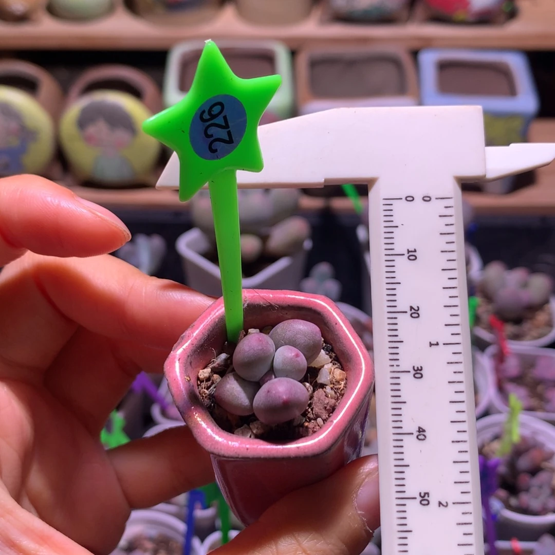 米可奶酪多肉米可奶