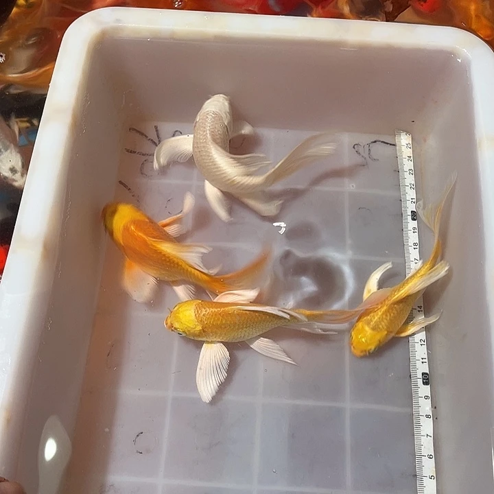 蝴蝶鲤鱼渔场直发25