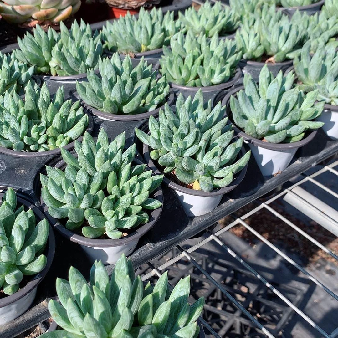 凤羽88889999999999999989