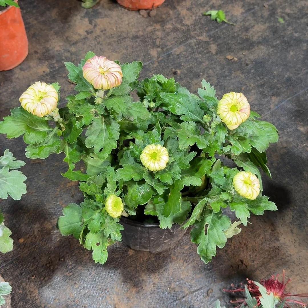 大部分花苞少量开放