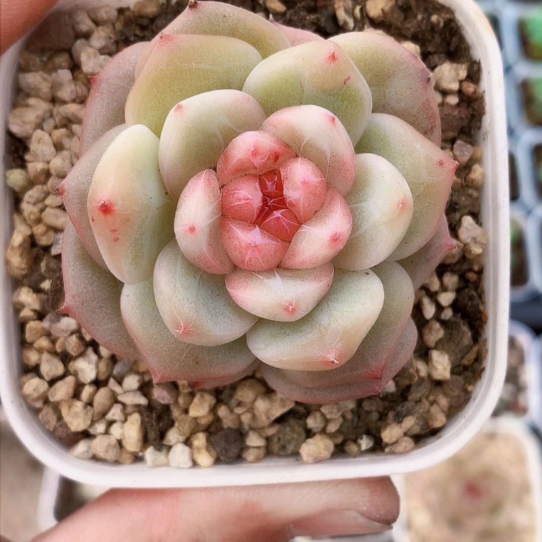 糖心珍妮杂交19号