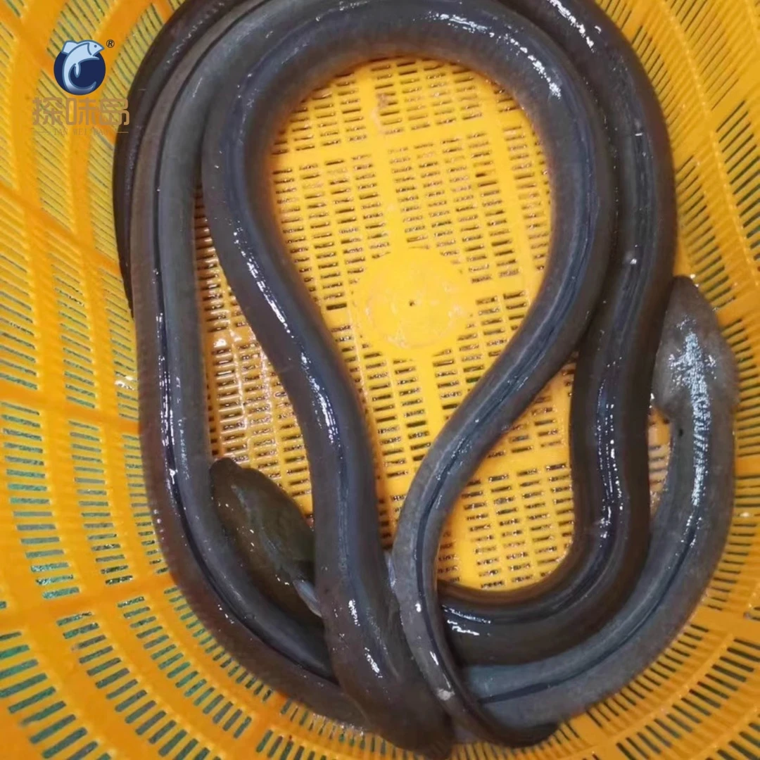 福建东山岛海鲜土龙鳗鱼食蟹豆齿鳗海捕闽南土龙鲜活急冻整条炖汤