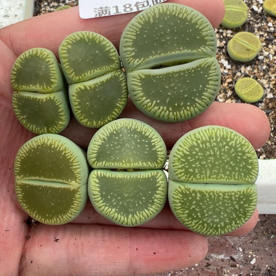 【闪购商品】小*哥1042……