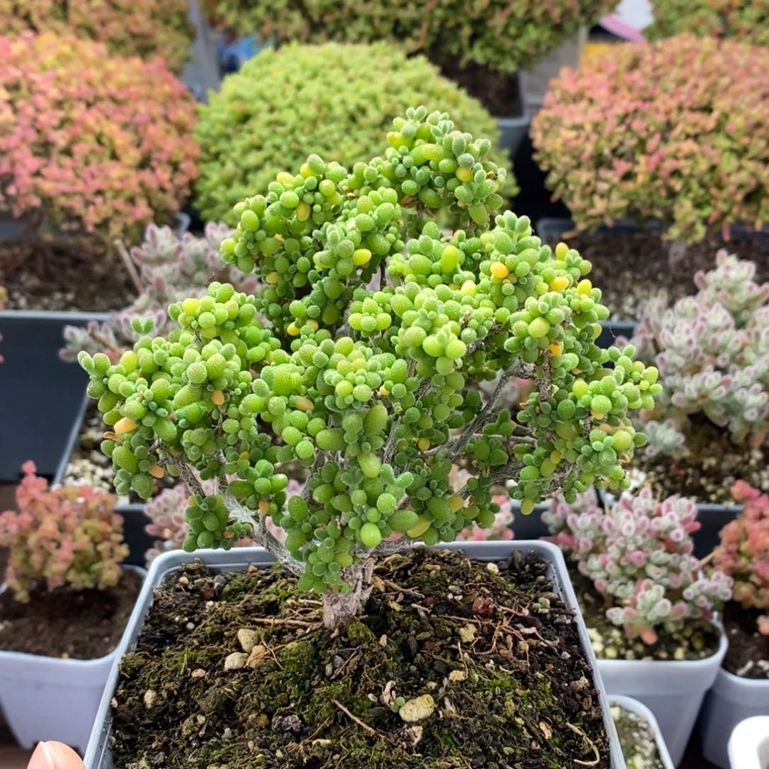 小***）葡萄米4293枝干番杏