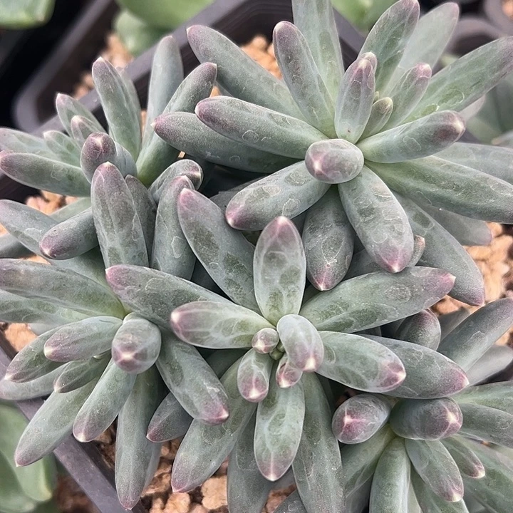 美人大群福利美人