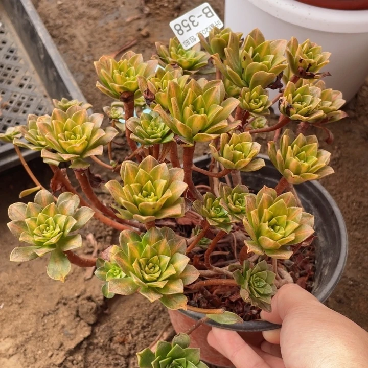 358花茶多肉1，123456789