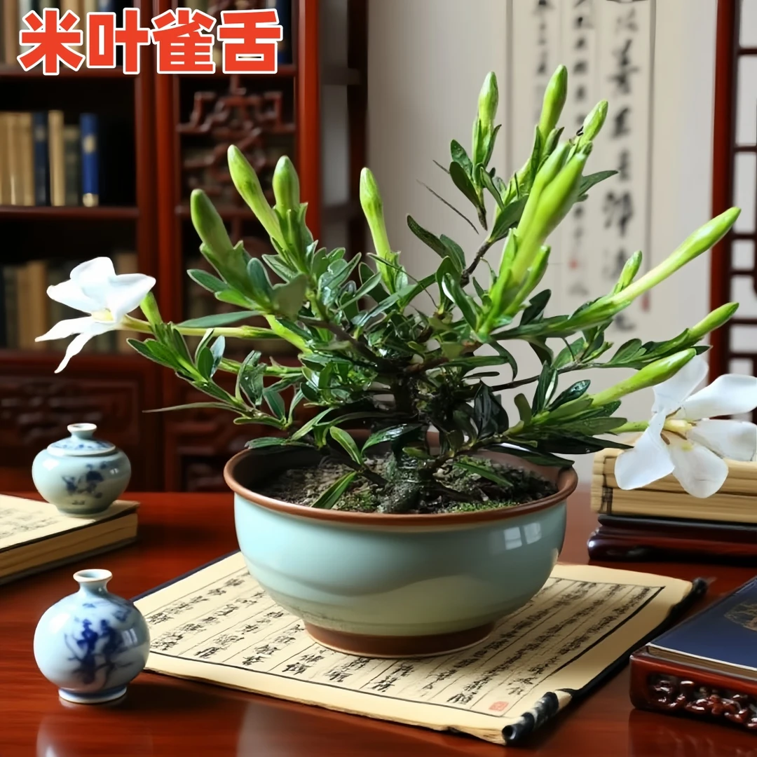【米叶雀舌】栀子花贵货品种小叶栀子花浓香耐热绿植花卉室内外植物