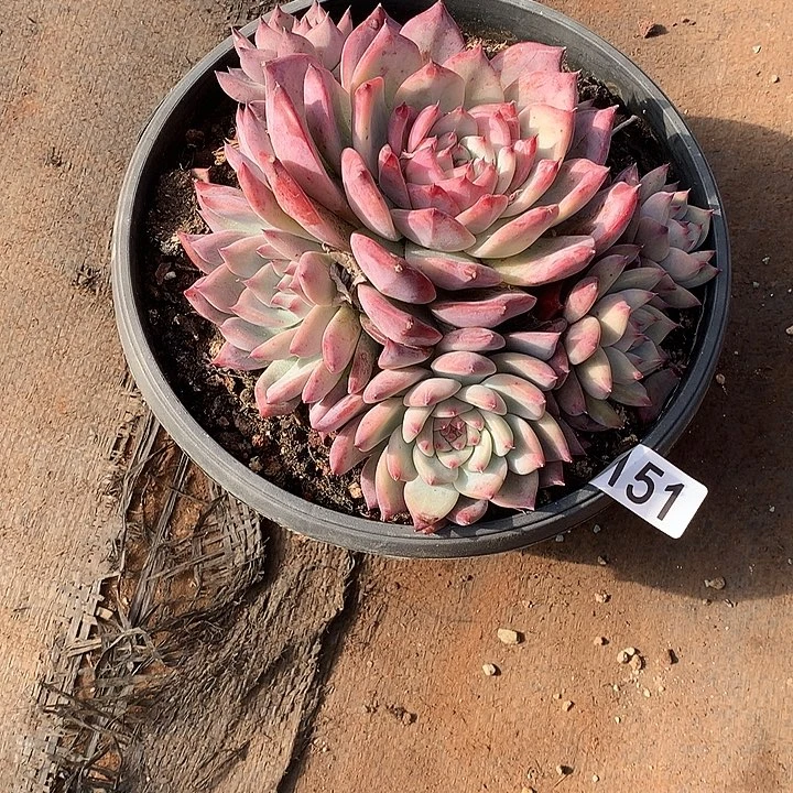 151卡罗拉 一物一拍多肉