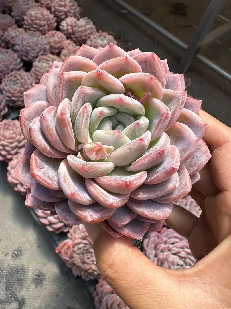 9#胭脂雪优秀版  多肉植物  前男友精品多肉