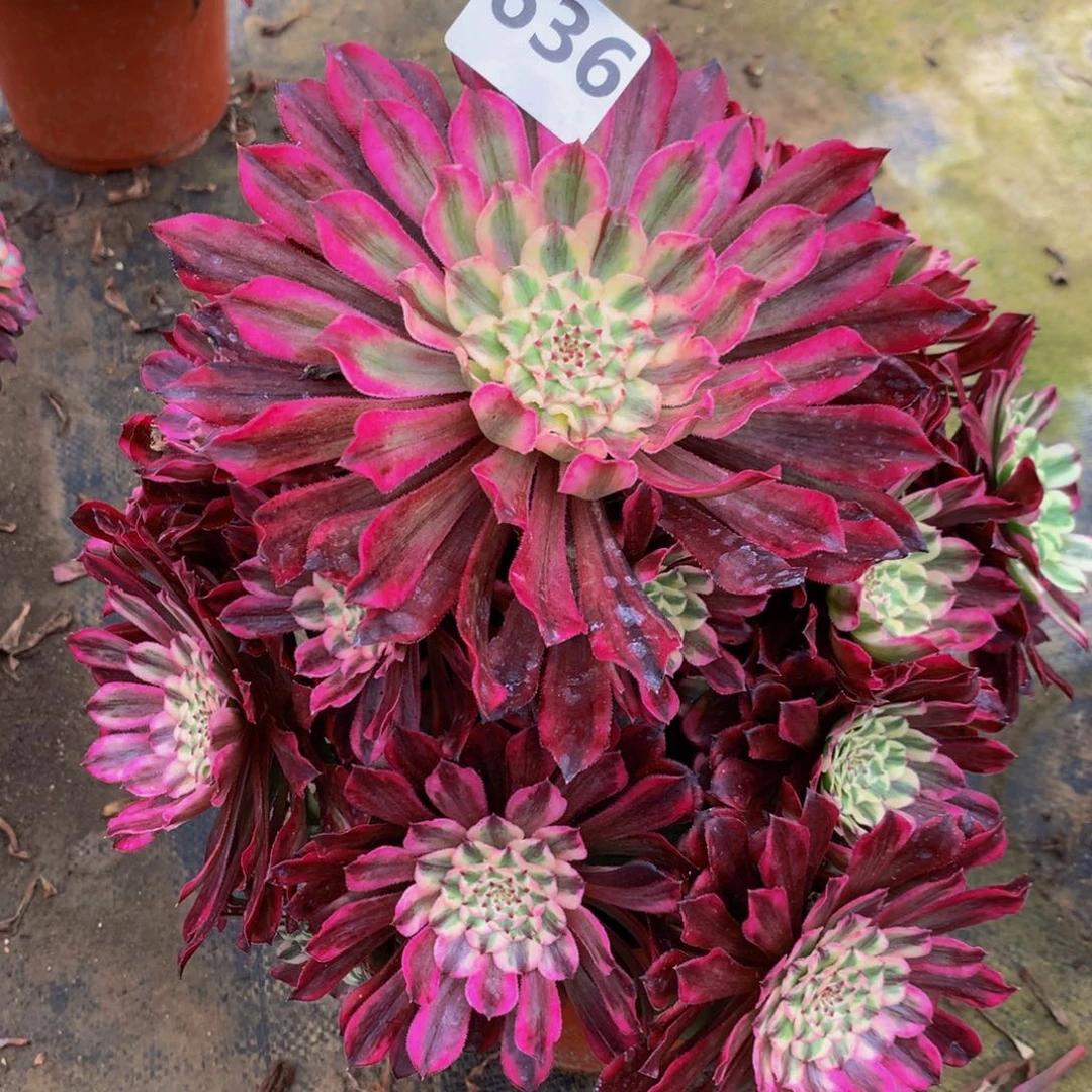 【闪购商品】美***天636油墨特价秒