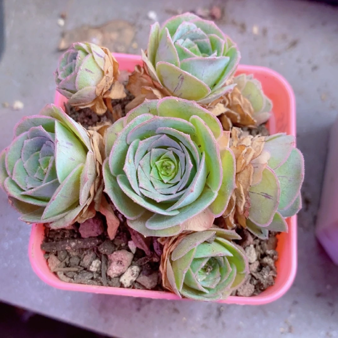 昔***年山地玫瑰一物一拍a20孤品福利