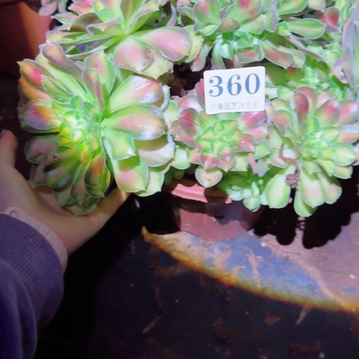 360韶华缀化多肉植物满28包邮