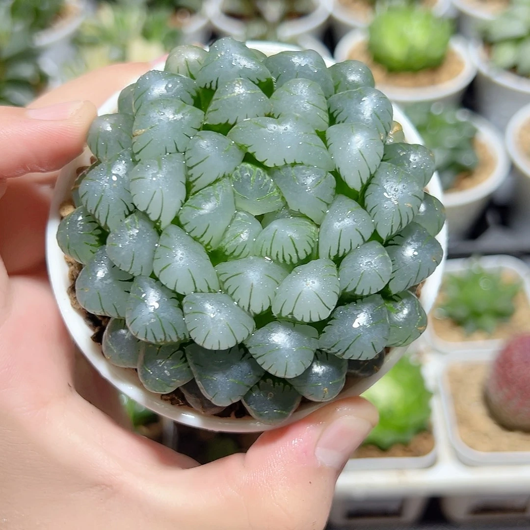 万象盆母本大冰灯