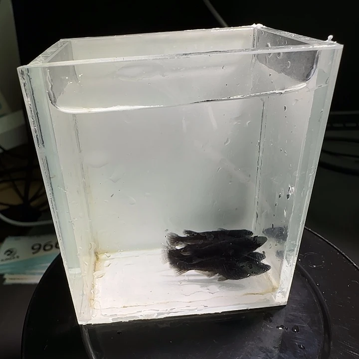 青鳉鱼一物一拍966