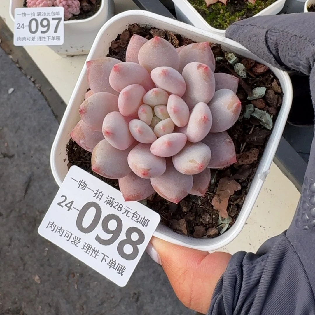 半夏无盆土发货无