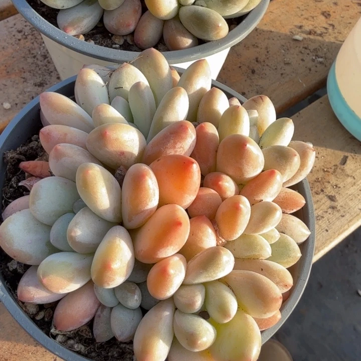 香水。