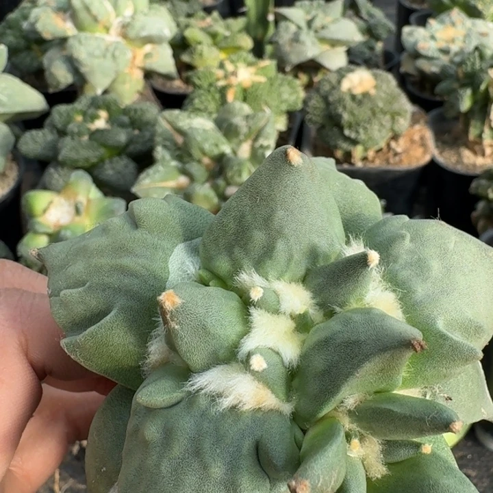 无花朵568大龙牙怒涛