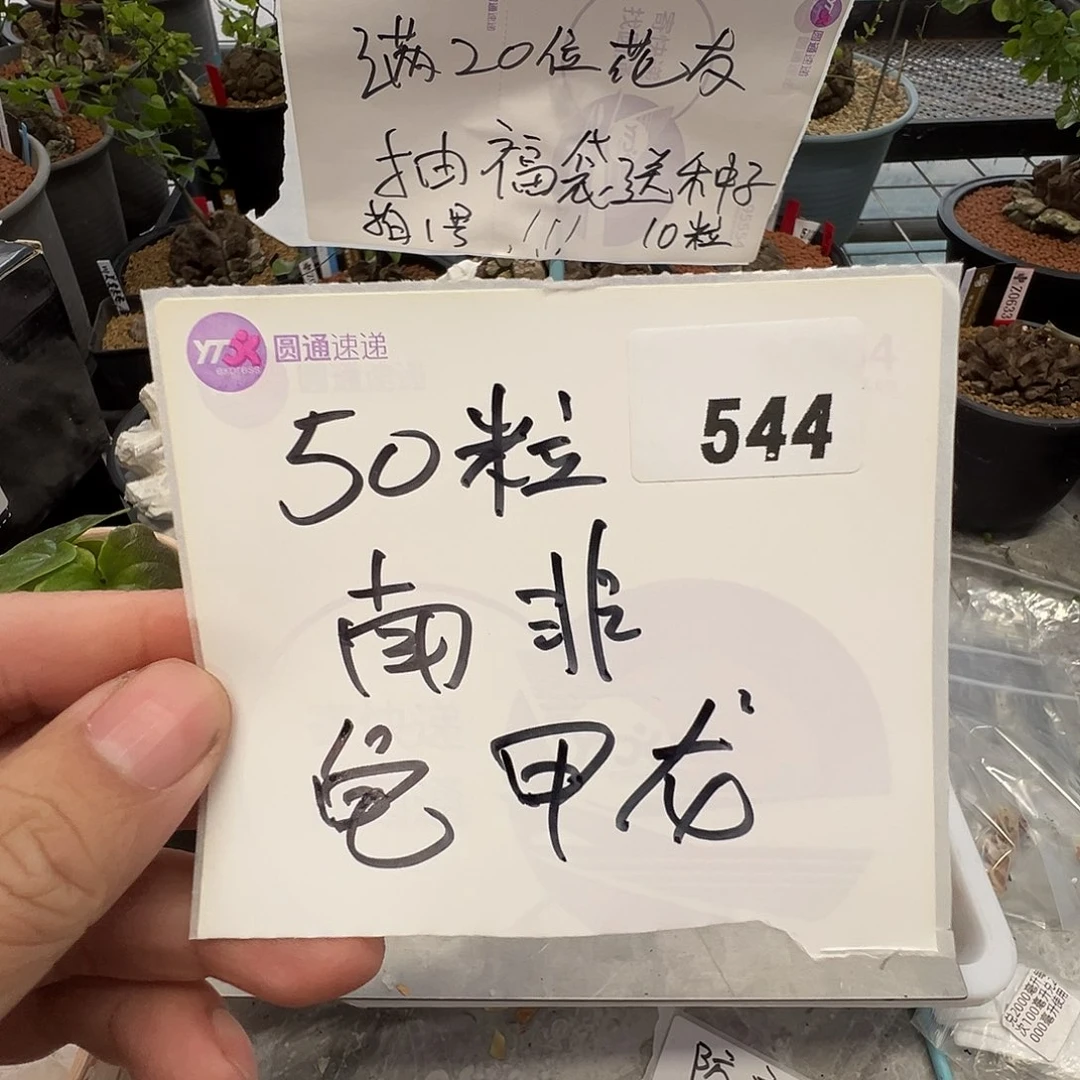 多肉植物专拍植物不退换 一物一拍 544