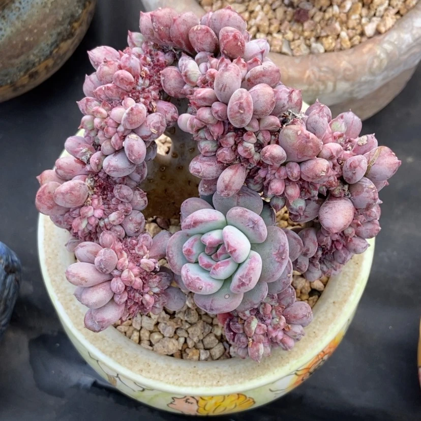 【闪购商品】玛瑙缀