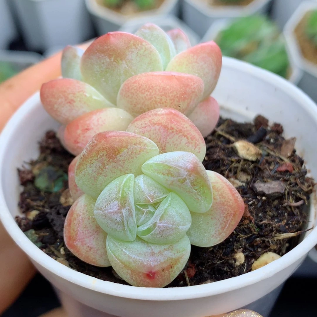 58包邮  群生不包整冰玉79