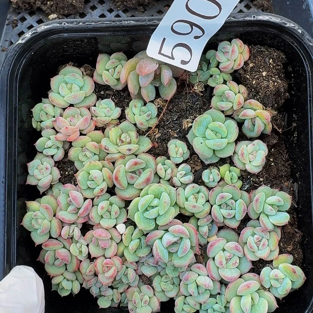 多肉植物多肉植物590
