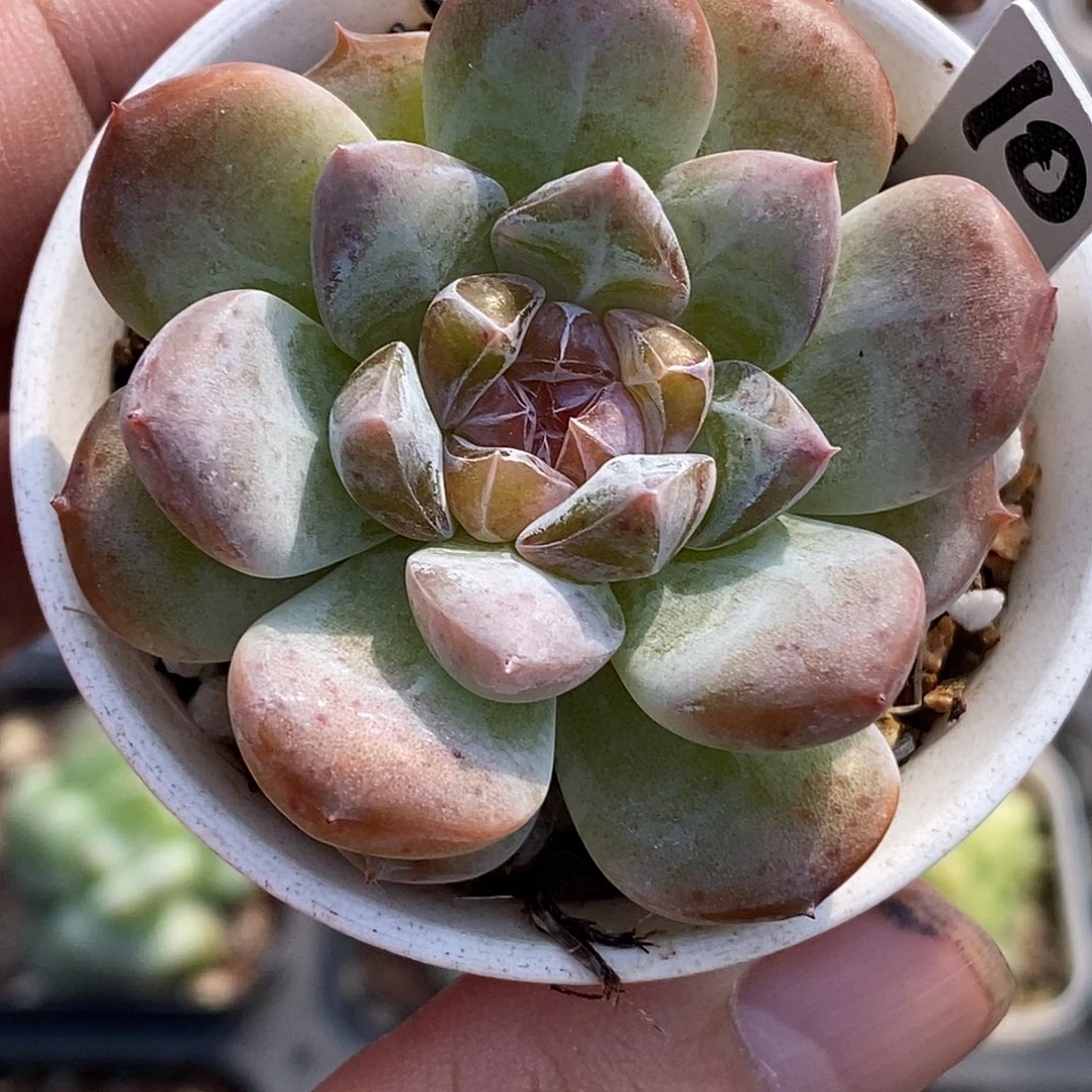 糖心琥珀30包邮非偏远