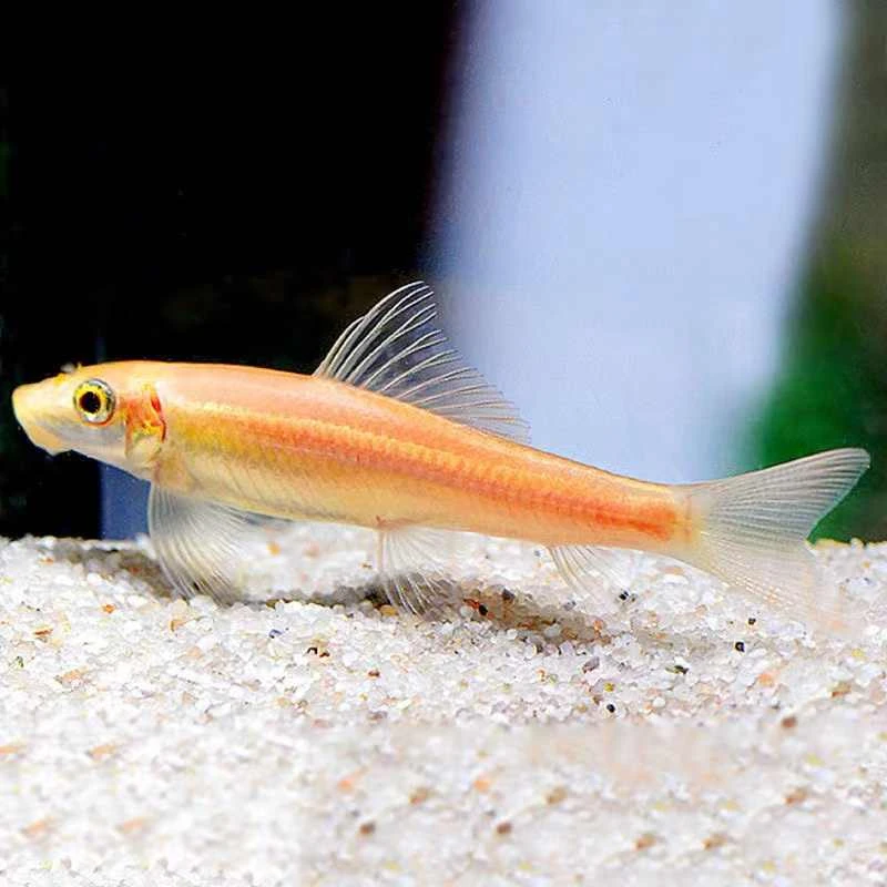 除藻水族饲养小型清洁鱼包邮金苔鼠清道夫鱼吃垃圾鱼缸清理小能手