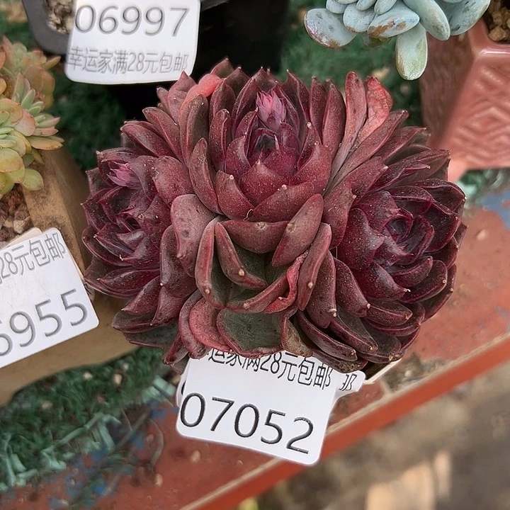 幸运儿的一个小秘密就是你