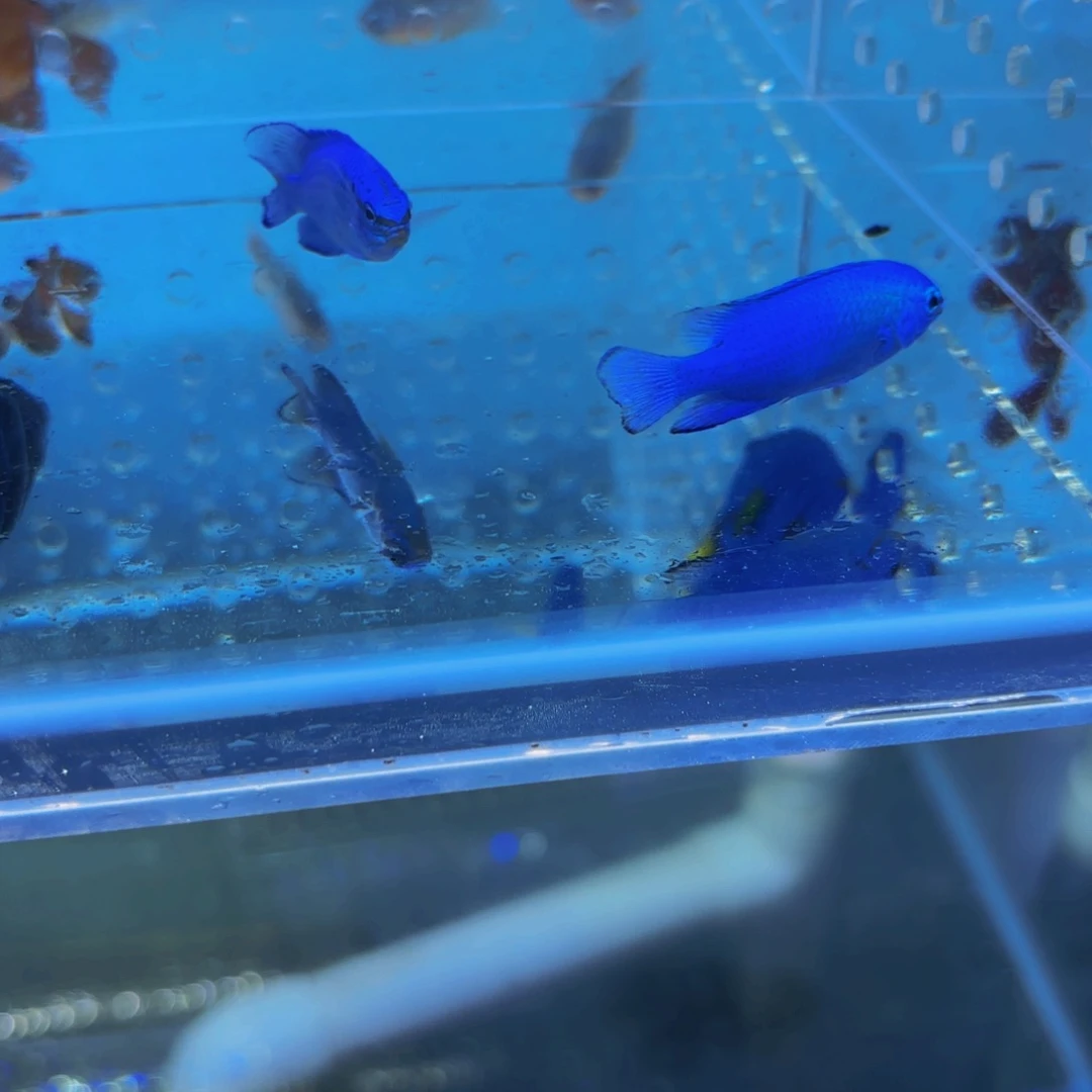 海水鱼两条蓝么 独角吊5+ 35 运费10包装