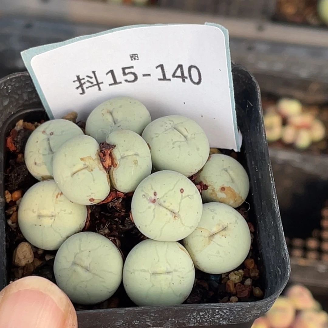 一***灰15-140肉锥多肉植物