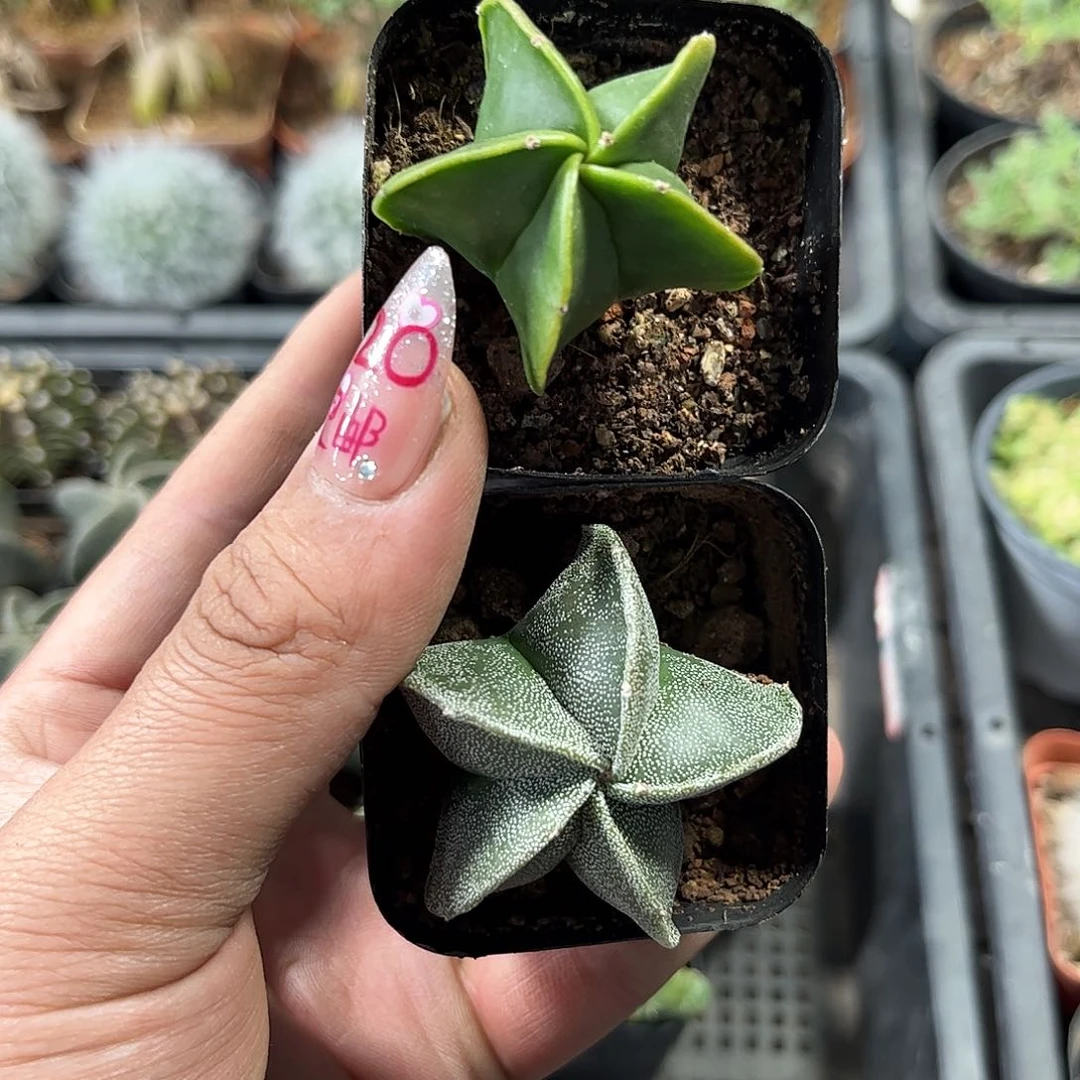 五角鸾凤玉组合单头发货