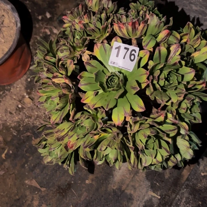 176必火多肉植物不售后