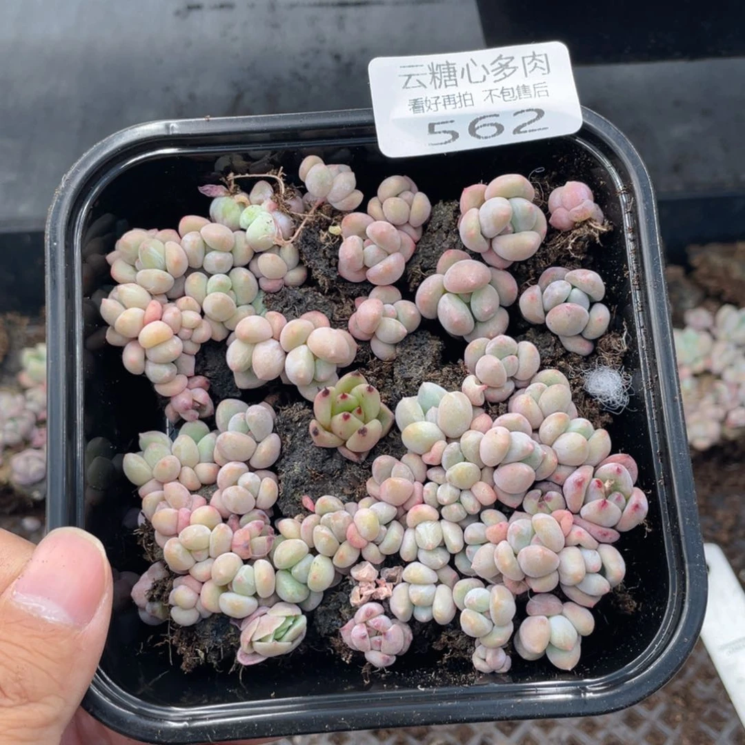 云糖心多肉植物562