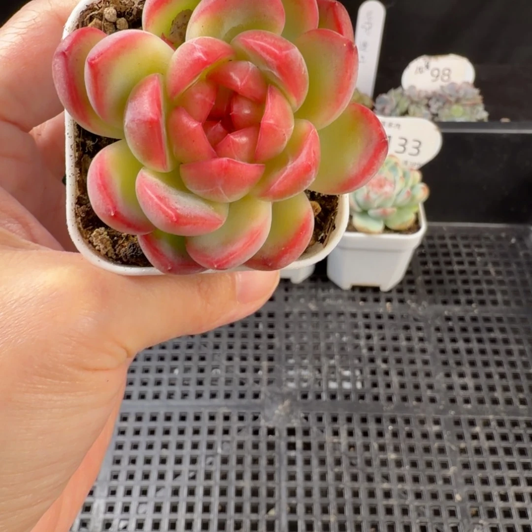 花30珍妮三头群135号