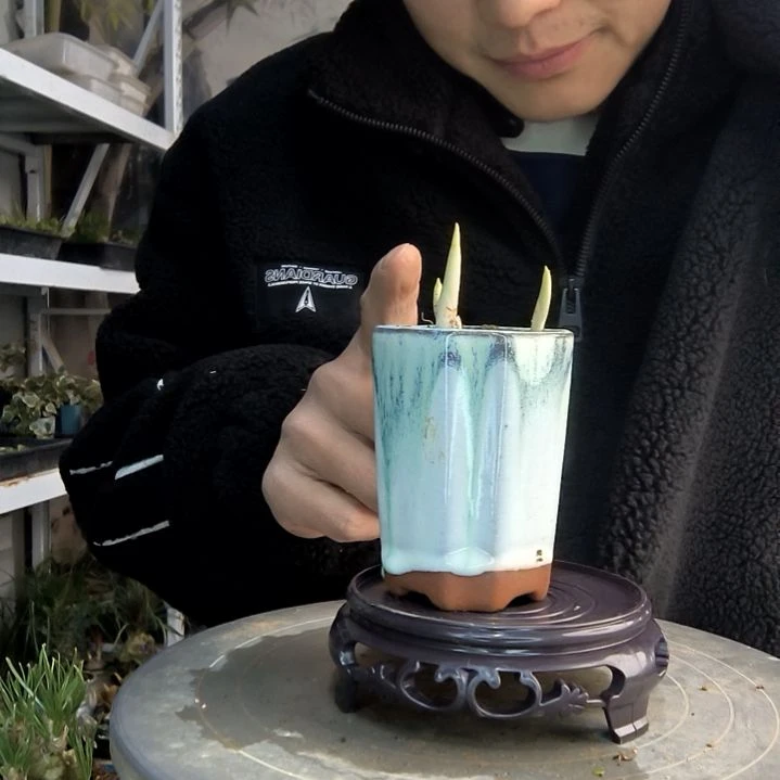 Y*仪小盆景小植物一物一拍50