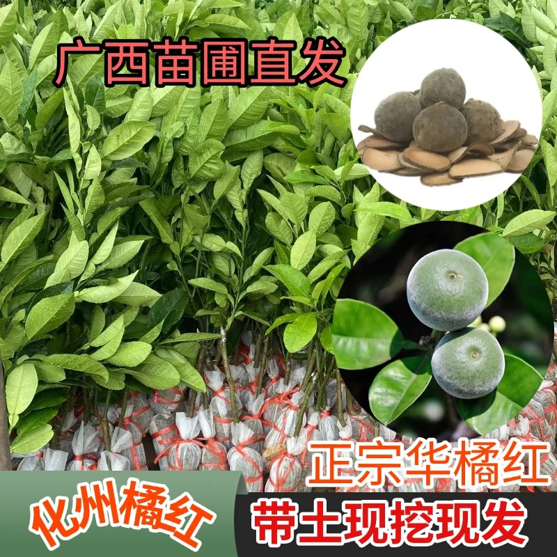 化州橘红嫁接树苗橘红果树正毛华橘红果苗南方种植化州药用特产