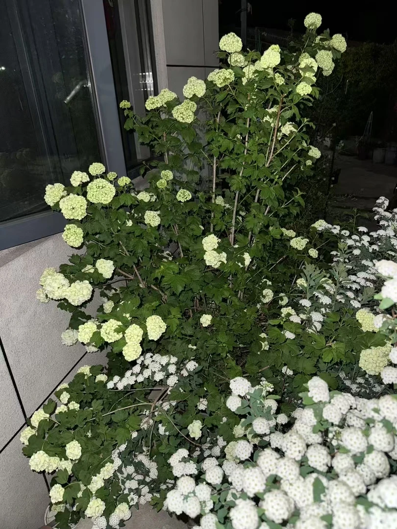 欧洲木绣球玫瑰花耐寒耐高温盆栽地栽庭院阳台木本绣球花卉大绿植