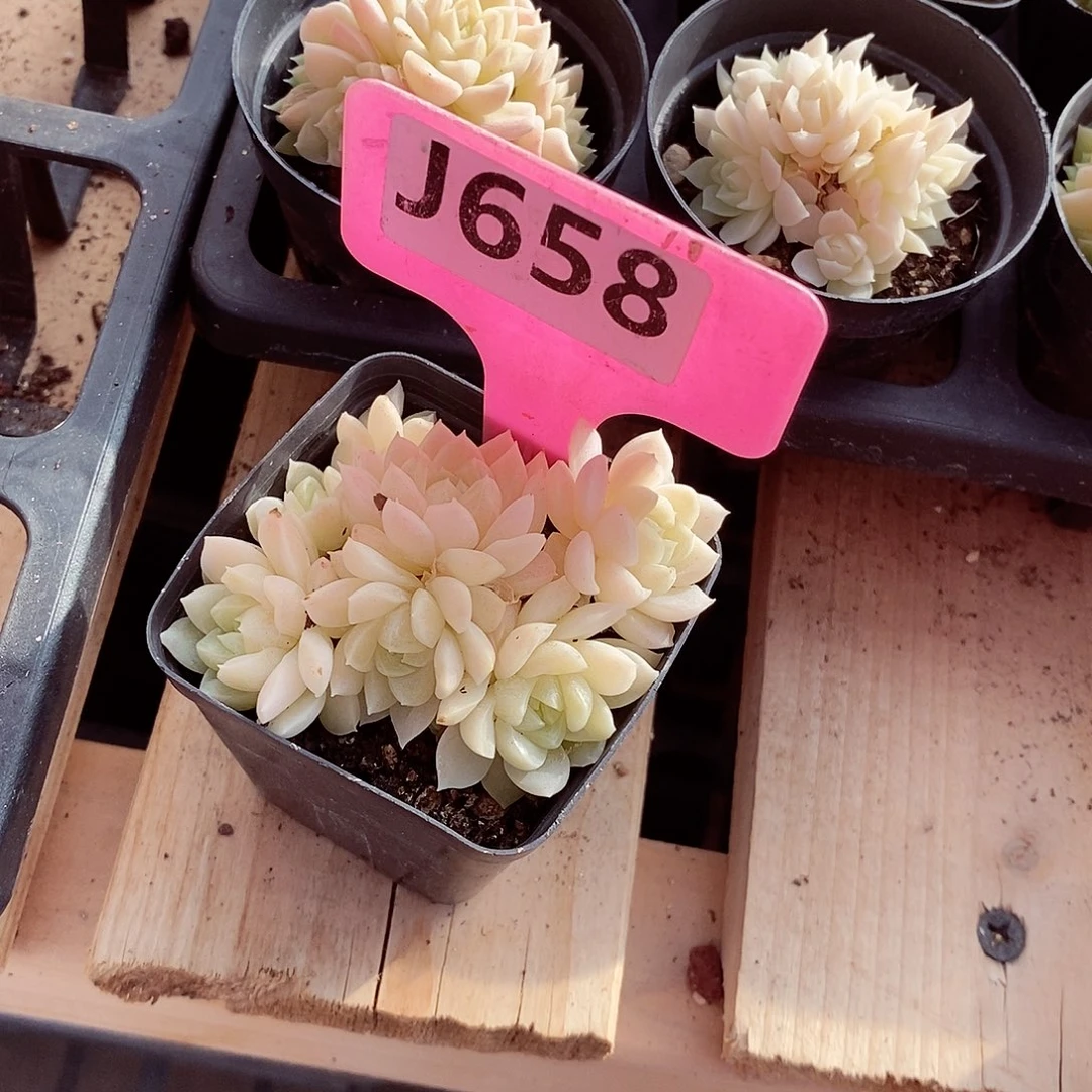 和**雾麦秆5cm不包整群