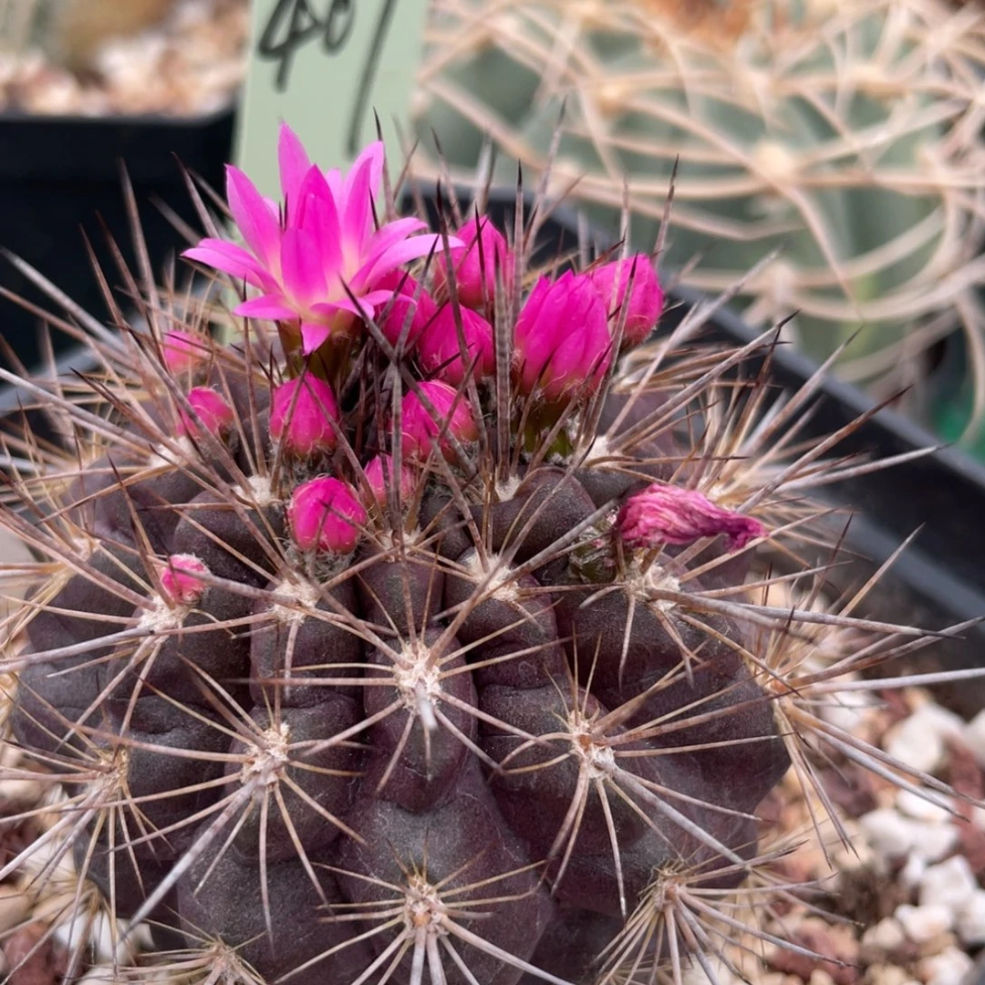 鹿角柱实生仙人球巨根逆龙玉