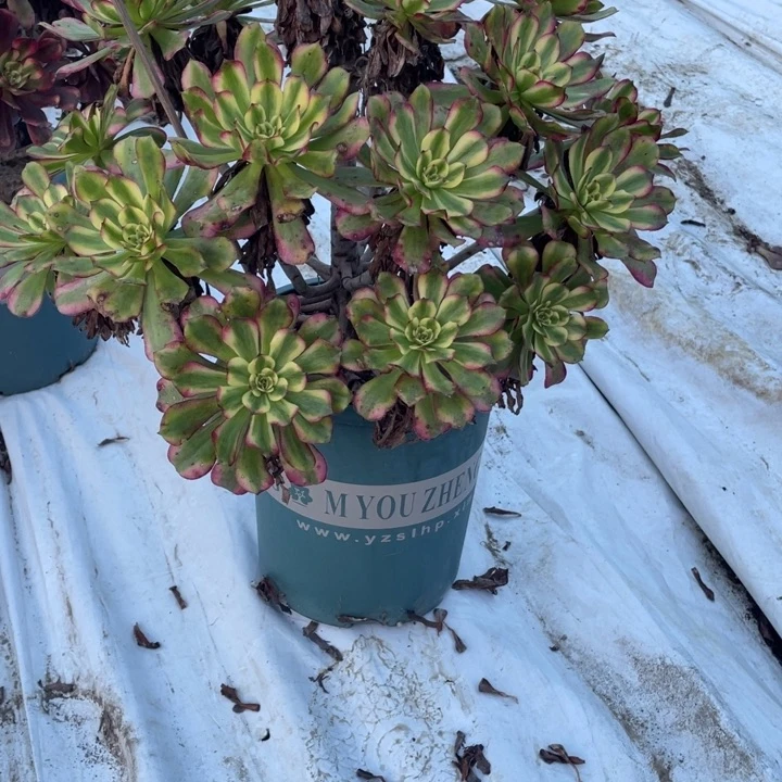 婉***113舞天姬多肉植物多肉