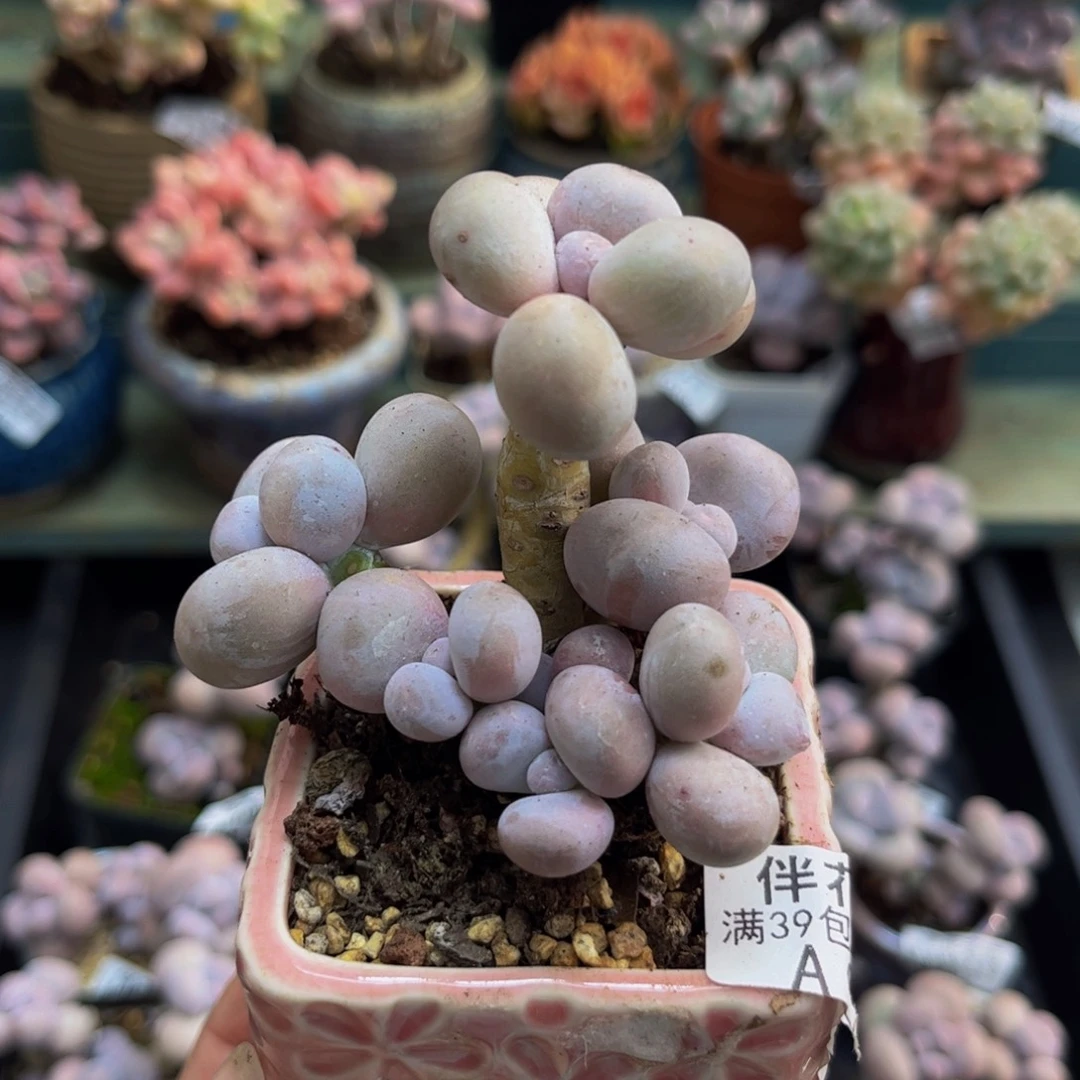 944橙奶6cm多肉植物