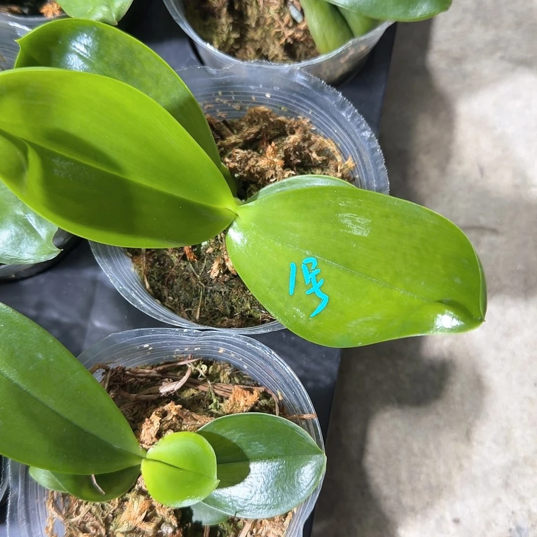 柠***味无花朵1号11194苗