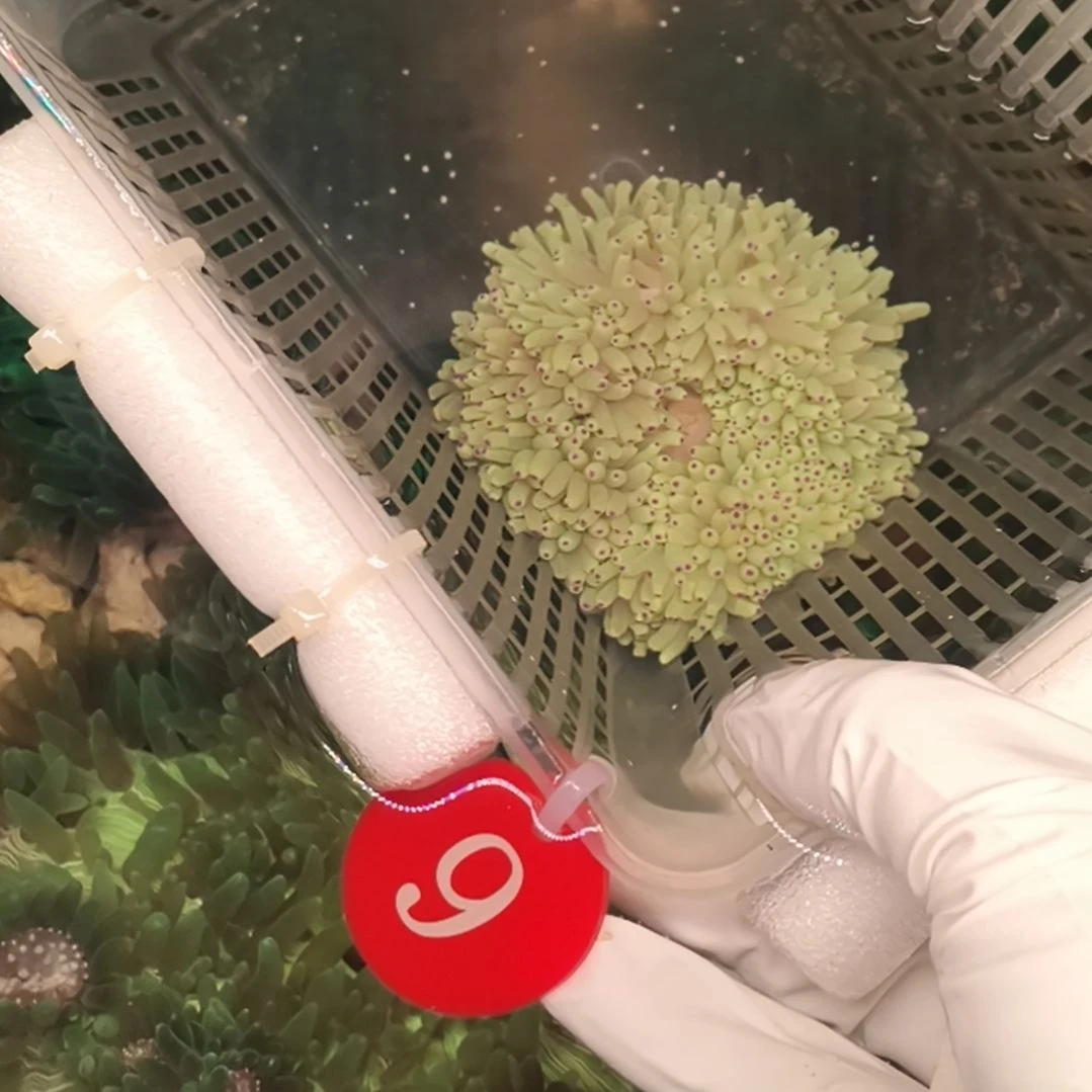 影***n海水鱼紫点白9号，