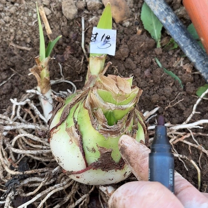 甜蜜9-10带花剑1号