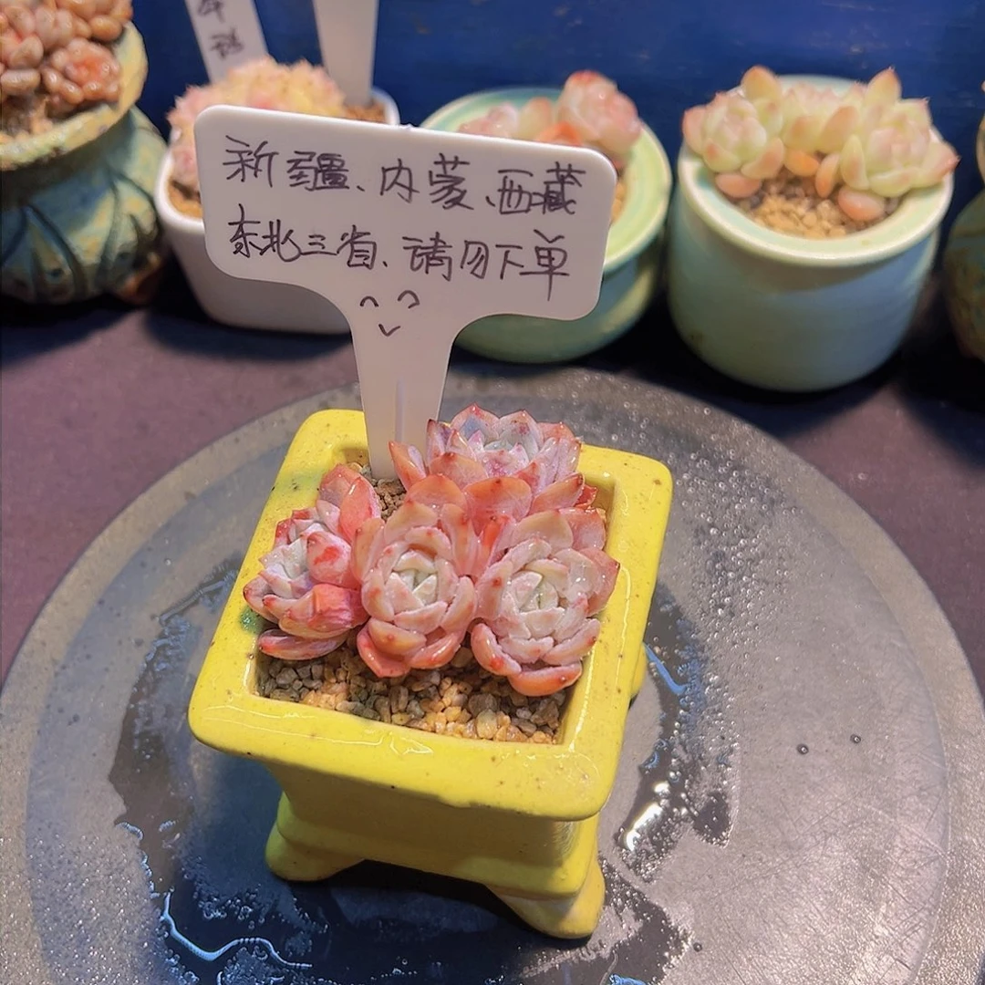 拉菲，裸根发货……