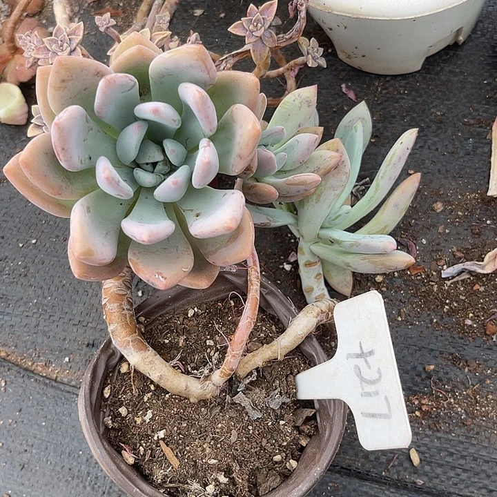 晨语多肉，一物一拍奥普217