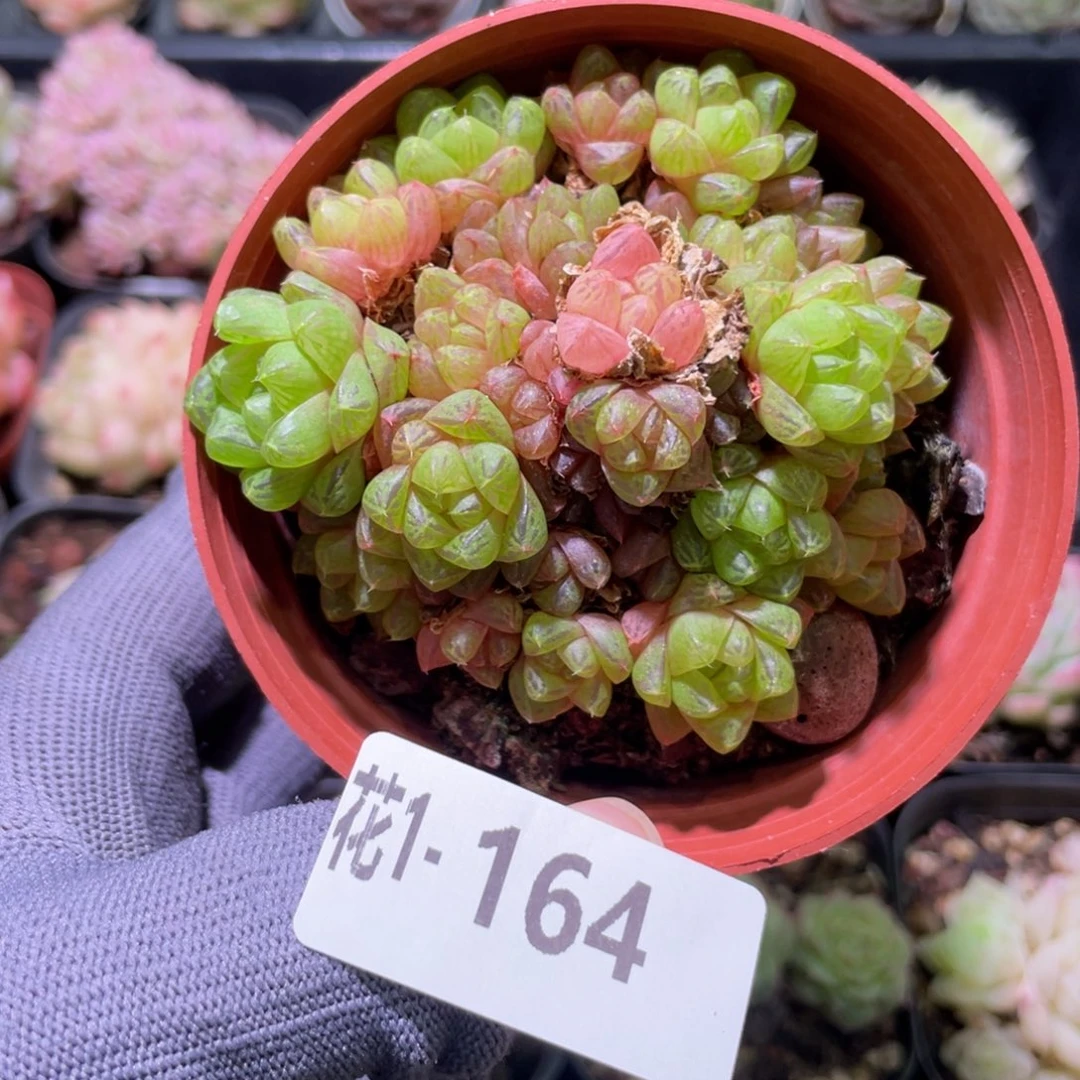 花利美1-  164草玉露